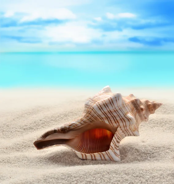 砂浜の貝殻は — ストック写真