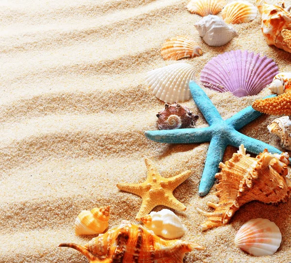 Sand am Strand mit Muscheln und Seesternen — Stockfoto