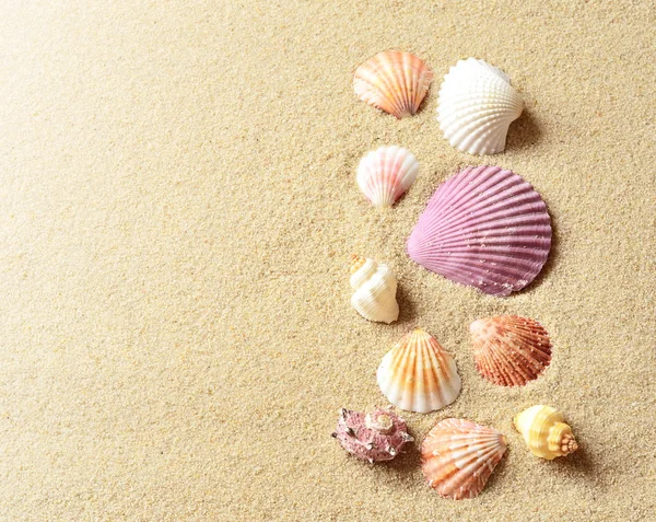 海の貝殻や砂の背景として。夏のビーチ. — ストック写真