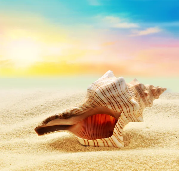 Морська раковина і пісок як фон. Літній пляж . — стокове фото
