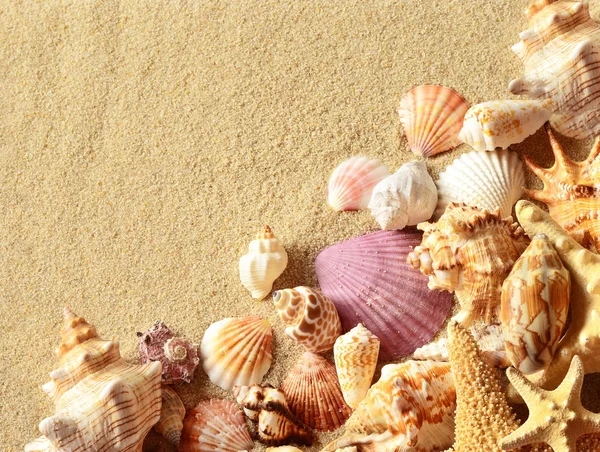 Zeeschelpen met zand als achtergrond. Zomer strand. — Stockfoto