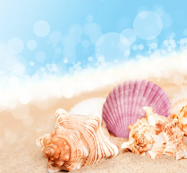 Seashells on the sandy beach at ocean background — Stock Photo, Image