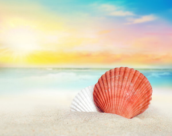 Seashell on the sandy beach
