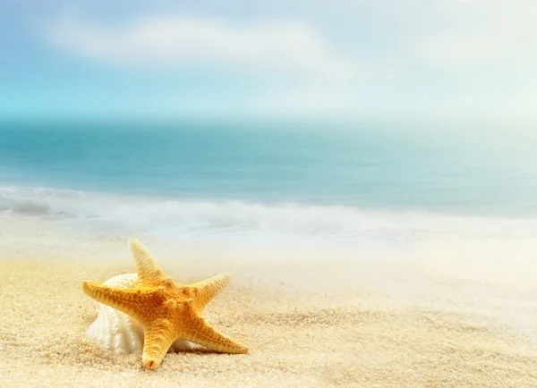 Sea shell and starfish on the beach — Stock Photo, Image