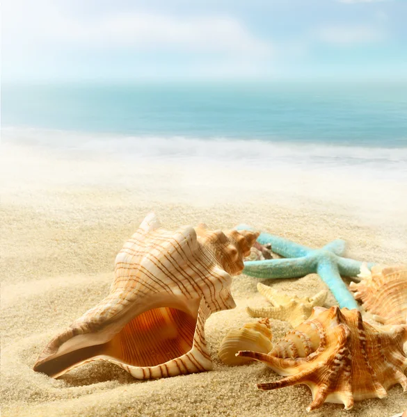 Concha de mar y estrellas de mar en la playa — Foto de Stock