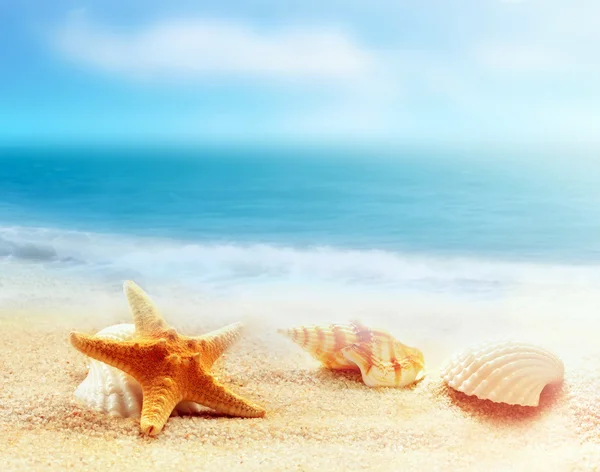 Sea shell and starfish on the beach Stock Photo