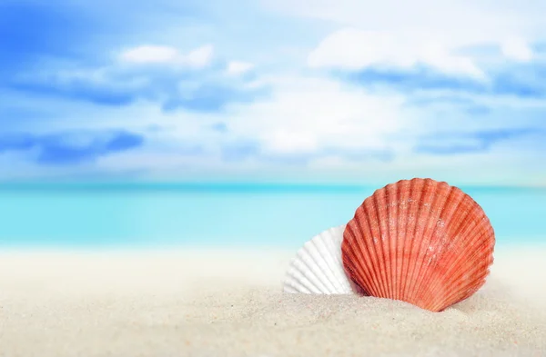 Sea shell on the beach — Stock Photo, Image