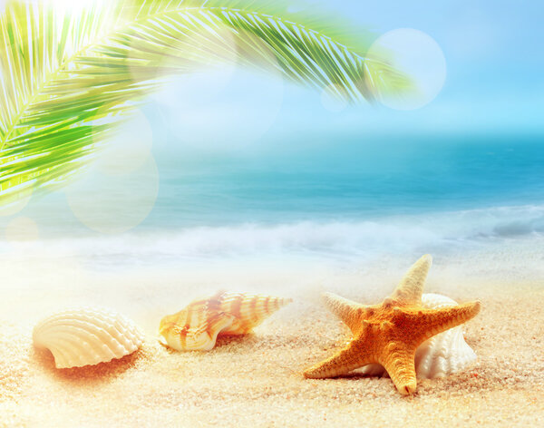 Starfish and seashells on the sandy beach. Summer concept.