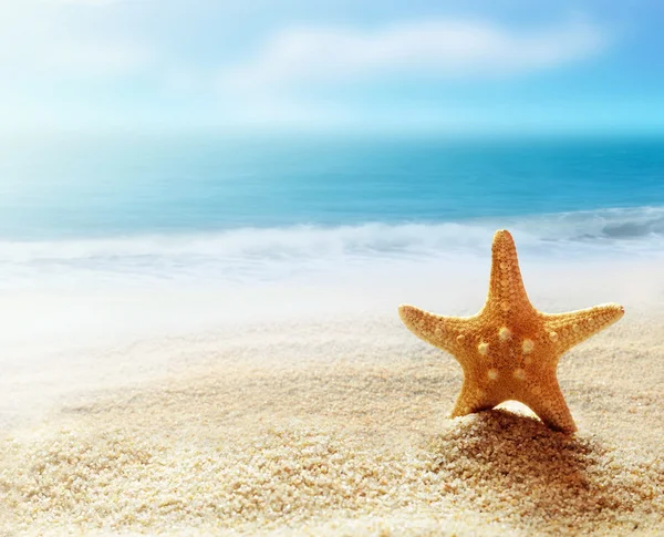 Kum plajı üzerinde Karayip deniz yıldızı - Stok İmaj