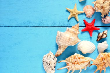 deniz kabuklarını ve denizyıldızı ahşap arka plan üzerinde