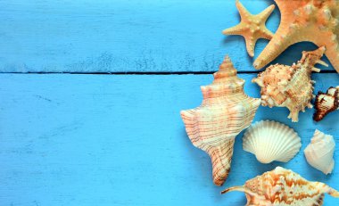 deniz kabuklarını ve denizyıldızı ahşap arka plan üzerinde