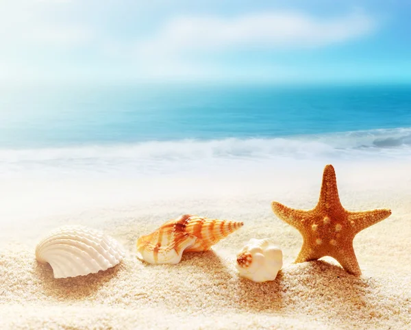 Shell e Starfish na praia de areia — Fotografia de Stock