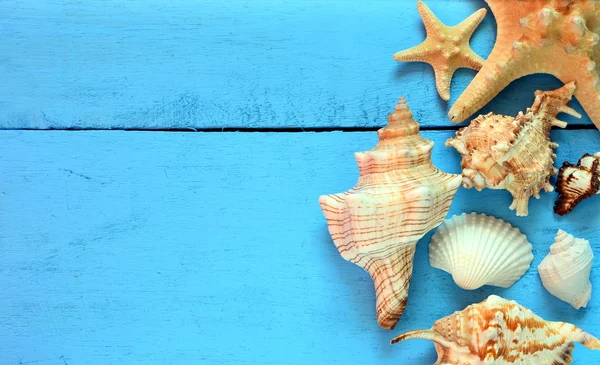 Seashells e estrelas do mar em fundo de madeira — Fotografia de Stock