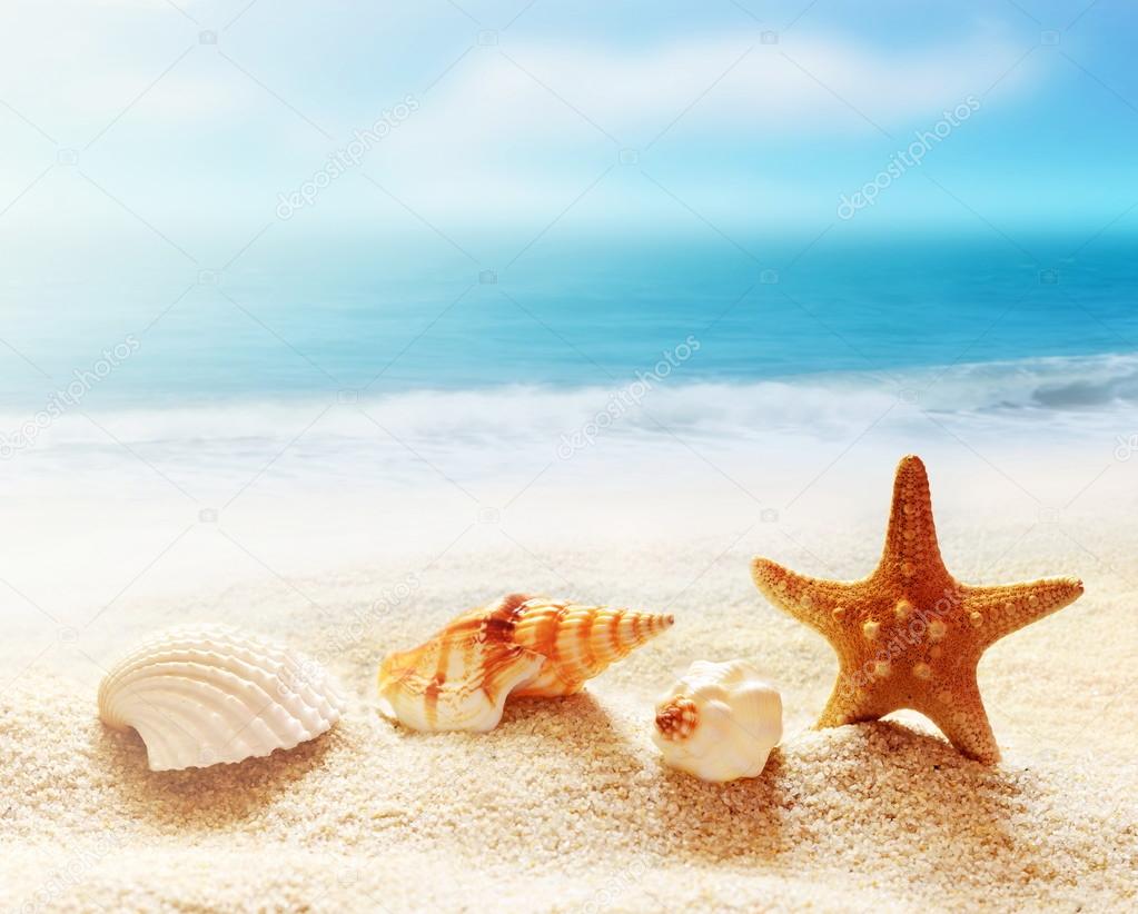 Shell and starfish on sandy beach