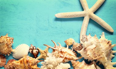 Mavi arka planda deniz yıldızları ve deniz kabukları.