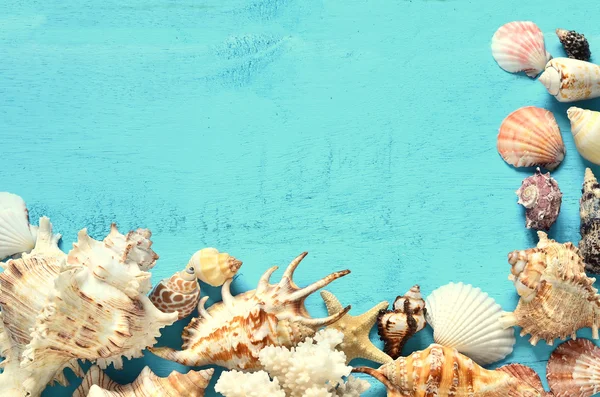 Seashells em um fundo de madeira azul . — Fotografia de Stock