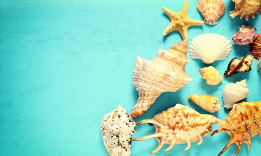 Mavi arka planda deniz yıldızları ve deniz kabukları.