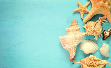 Mavi arka planda deniz yıldızları ve deniz kabukları.