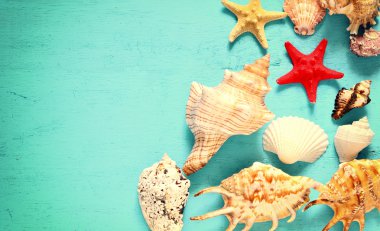 Mavi arka planda deniz yıldızları ve deniz kabukları.