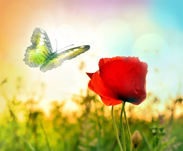 红玫瑰与蝴蝶在草地上 — 图库照片