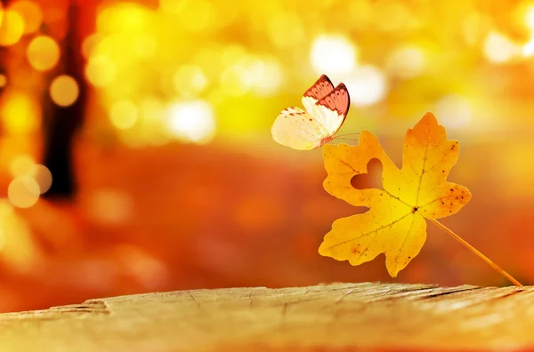 Background of yellow autumn leaves and butterfly — Stock Photo, Image