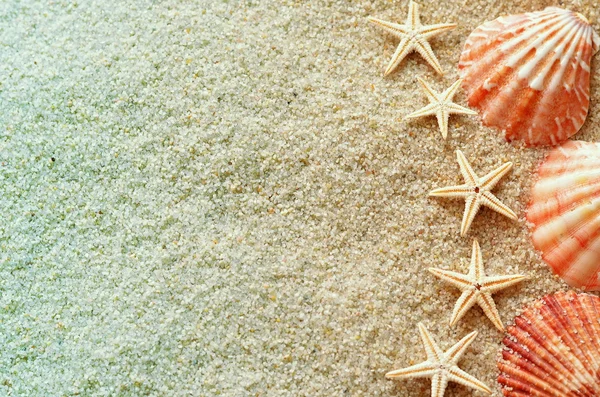 貝殻やヒトデ、砂浜で. — ストック写真