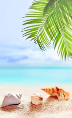 Beyaz kum ve tropikal palmiye yaprağıyla deniz kabuğu ile yaz kumsalı.