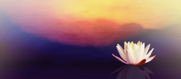 Lotusblume Auf Dem Wasser Mit Sonnenaufgang Hintergrund — Stockfoto
