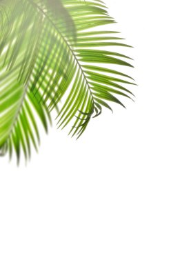 Beyaz arkaplanda yalıtılmış palmiye yaprakları.