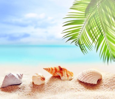 Beyaz kum ve tropikal palmiye yaprağıyla deniz kabuğu ile yaz kumsalı.