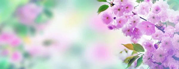 背景に桜が咲いています 春の花 春の風物詩 — ストック写真