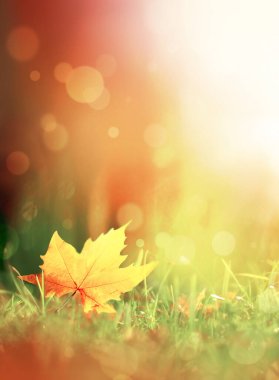 Parktaki kahverengi yaprakların ve bitkilerin arka planı, sonbahar sezonu. Arkaplan doğal bitkiler manzara, ekoloji.