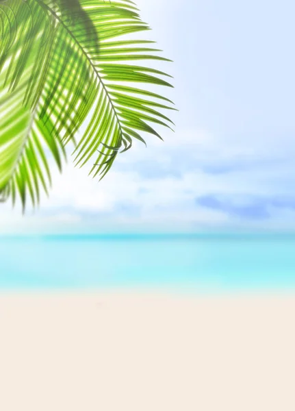 Sfondo Spiaggia Sabbia Estate Foglia Palma Verde Mare Cielo Concetto — Foto Stock