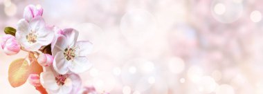 Doğanın arka planında çiçek ağacı var. Bahar çiçekleri. Bahar arka planı. Bulanık konsept.