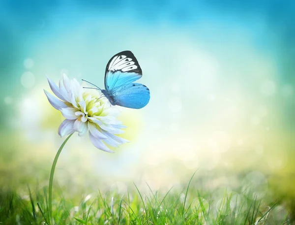 Zöld Rét Kék Homályos Égbolttal Pillangó Fehér Virággal Nyári Táj — Stock Fotó