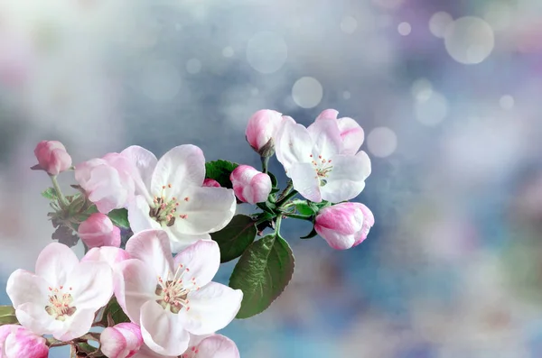 Blommande Träd Över Naturen Bakgrund Vårblommor Vårens Bakgrund Oklart Begrepp — Stockfoto