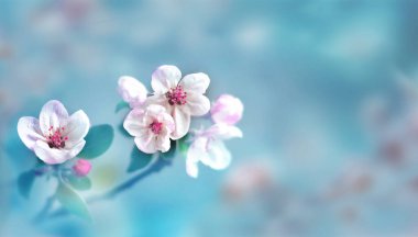 Doğanın arka planında çiçek ağacı var. Bahar çiçekleri. Bahar arka planı. Bulanık konsept.