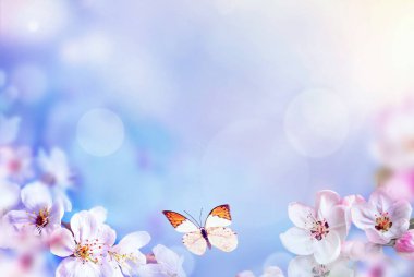 Doğanın arka planında kelebekli çiçek ağacı. Bahar çiçekleri. Bahar arka planı. Bulanık konsept.