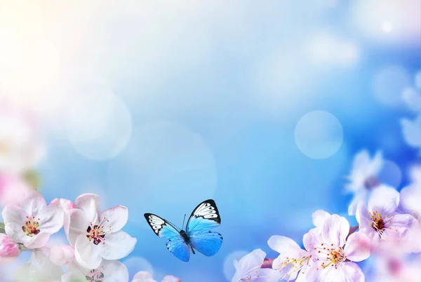 Árbol Flores Sobre Fondo Naturaleza Con Mariposa Flores Primavera Fondo —  Fotos de Stock