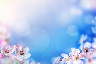 Doğanın arka planında çiçek ağacı var. Bahar çiçekleri. Bahar arka planı. Bulanık konsept.