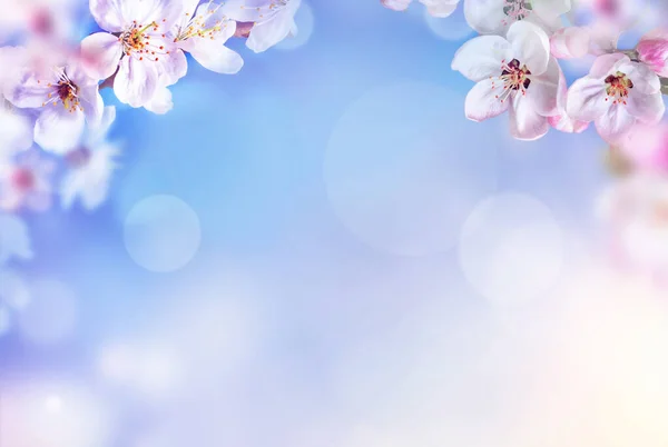 Blossom Boom Natuur Achtergrond Voorjaarsbloemen Voorjaar Achtergrond Wazig Concept — Stockfoto