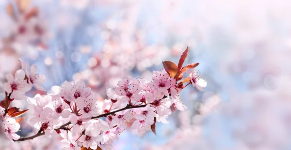 Doğanın Arka Planında Çiçek Ağacı Var Bahar Çiçekleri Bahar Arka — Stok fotoğraf