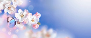 Doğanın arka planında kelebekli çiçek ağacı. Bahar çiçekleri. Bahar arka planı. Bulanık konsept.