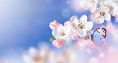 Doğanın arka planında kelebekli çiçek ağacı. Bahar çiçekleri. Bahar arka planı. Bulanık konsept.