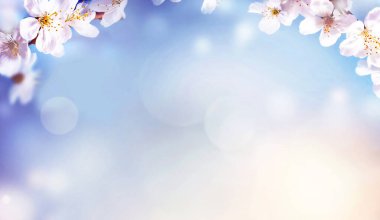 Doğanın arka planında çiçek ağacı var. Bahar çiçekleri. Bahar arka planı. Bulanık konsept.