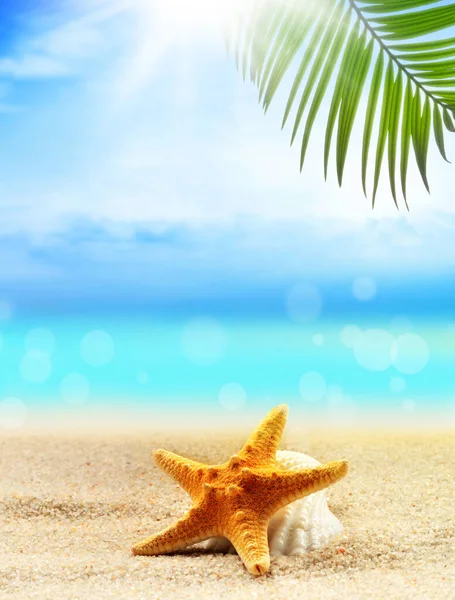 Seashells Palm Sandy Beach Ocean Background Summer Concept — Stock Photo, Image