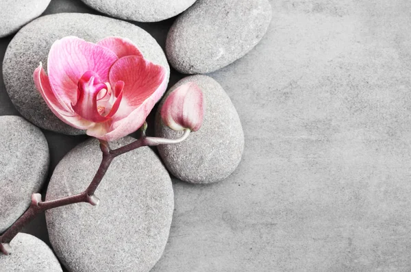 Спа Камені Рожева Орхідея Сірому Фоні Концепція Спа — стокове фото