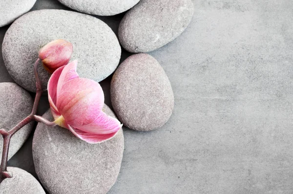 Wellness Steine Und Rosa Orchidee Auf Dem Grauen Hintergrund Kurkonzept — Stockfoto