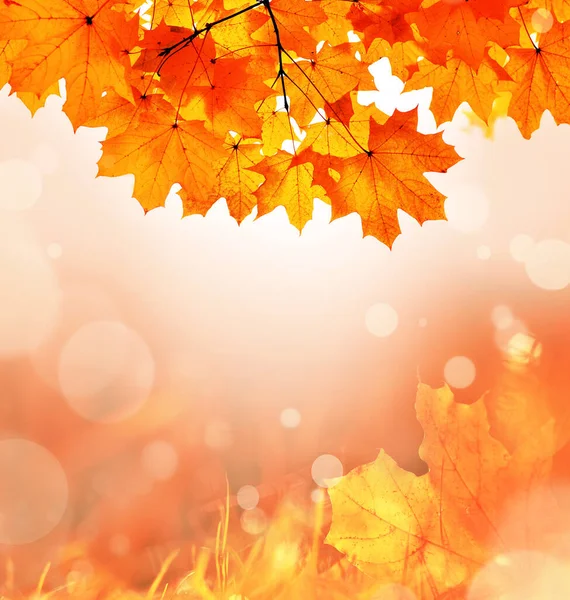 Autumn Leaves Fall Blurred Background — Stock Photo, Image