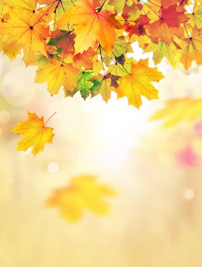 Sonbahar yaprakları arka planda bulanık. Sonbahar konsepti.